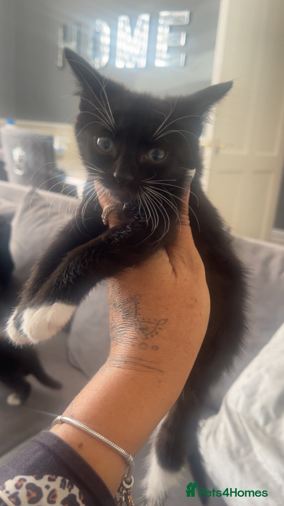 American Shorthair cats for sale: Beautiful kittens  - Image 1