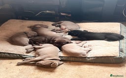 Cane Corso dogs for sale: Exceptional litter, Italian Cane Corsos, ICCF Peds - Image 19