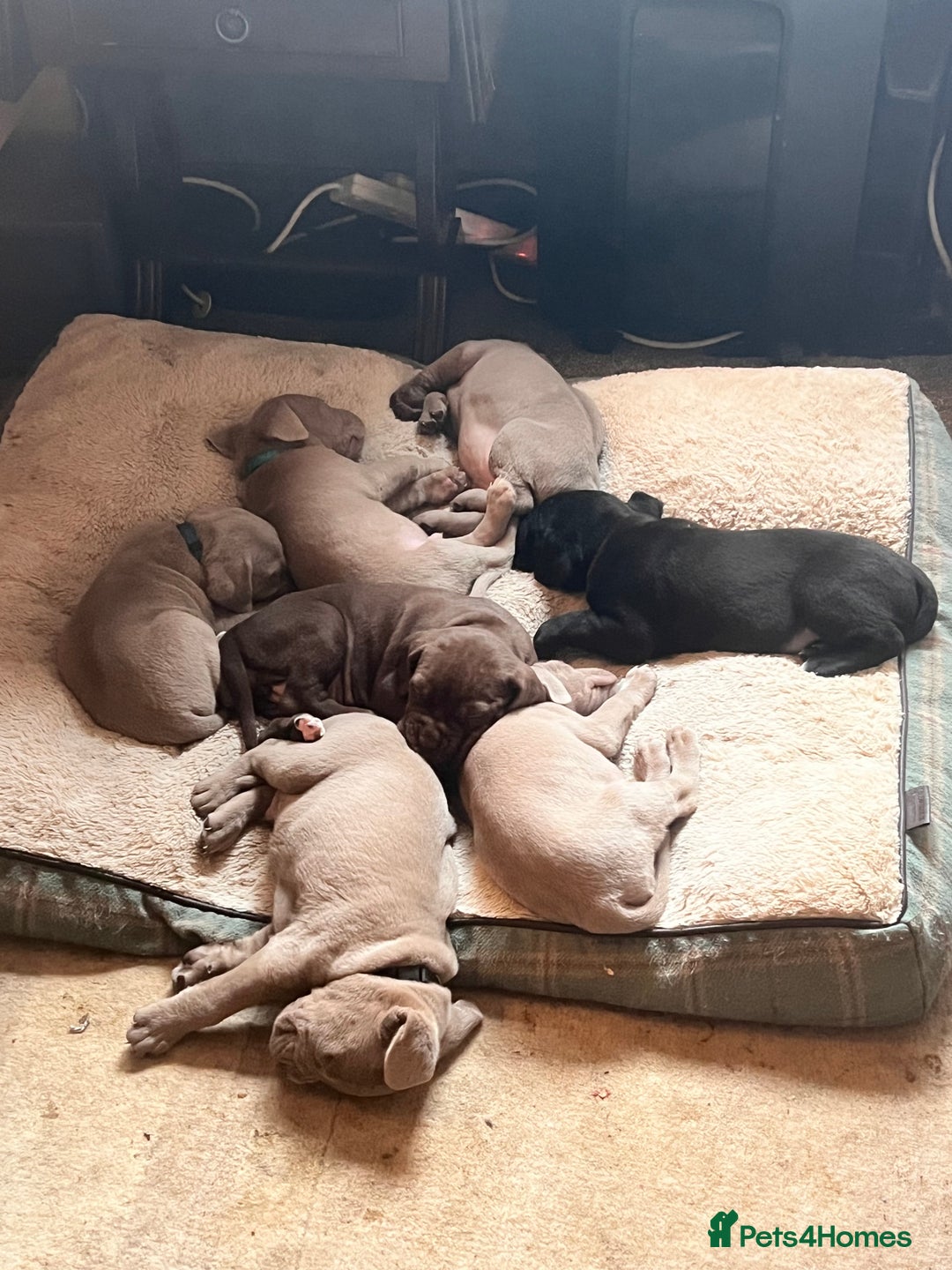Cane Corso dogs for sale: Exceptional litter, Italian Cane Corsos, ICCF Peds - Image 19