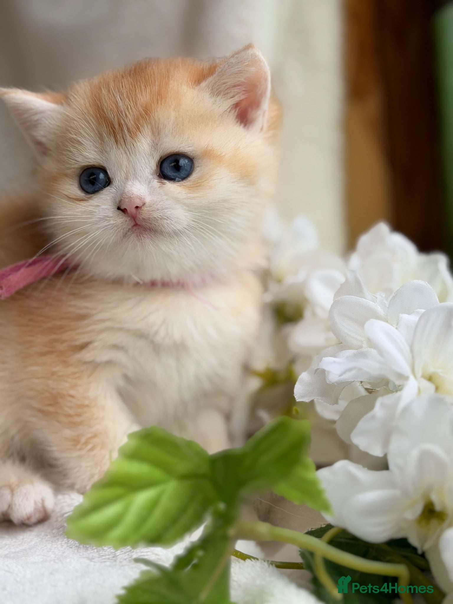 British Shorthair cats for sale: British shorthair golden adorable kitten GCCF  - Advert 19