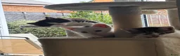 Mixed Breed cats for sale: 4 beautiful, well socialised kittens - Advert 16