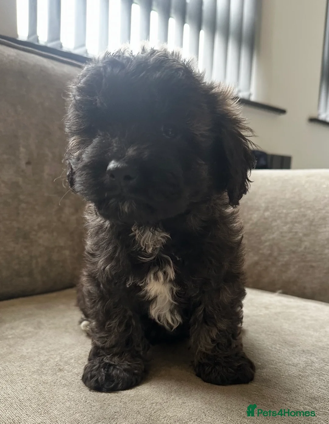 Cavapoo dogs for sale: Beautiful babies looking for forever homes - Advert 8