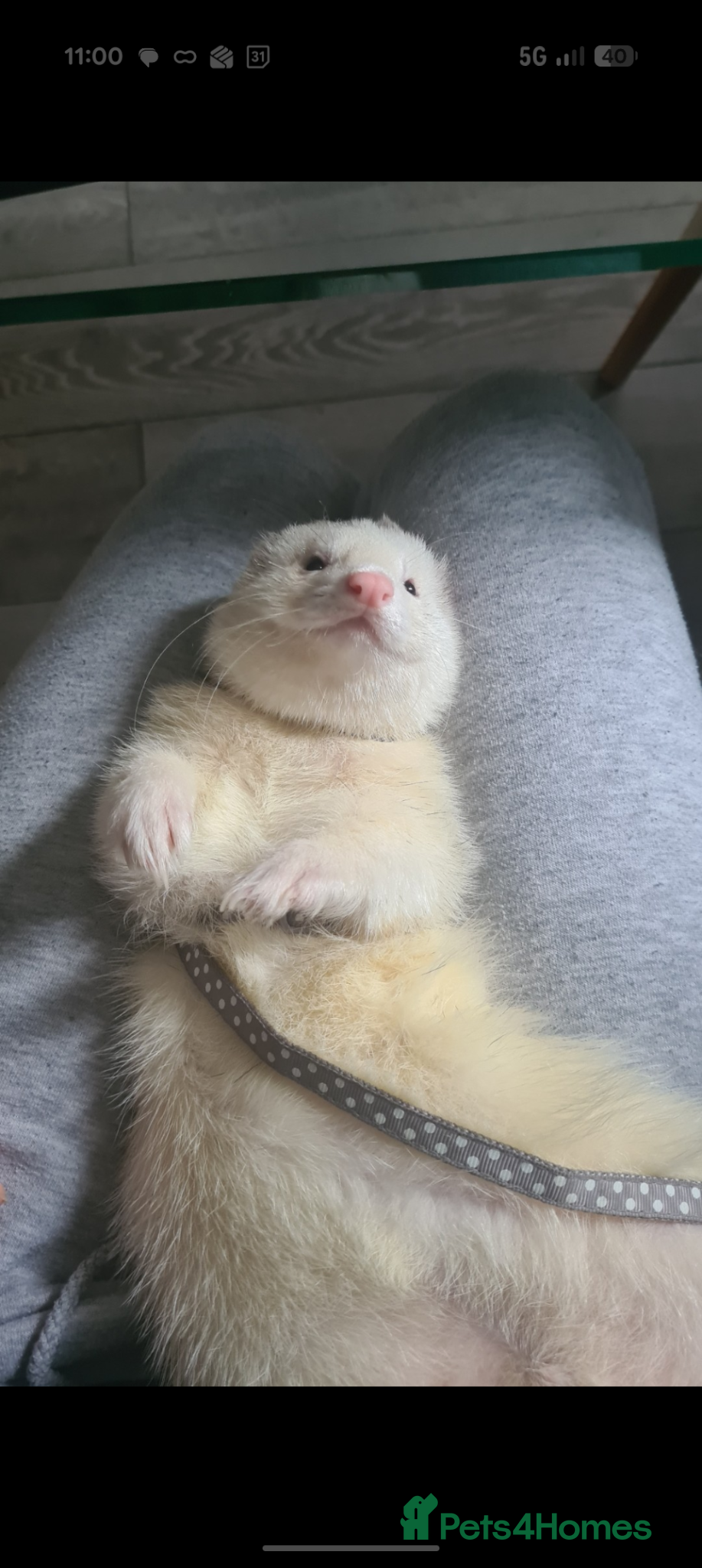 Ferret rodents Lovely bonded pair of ferrets for pet home  - Advert 2