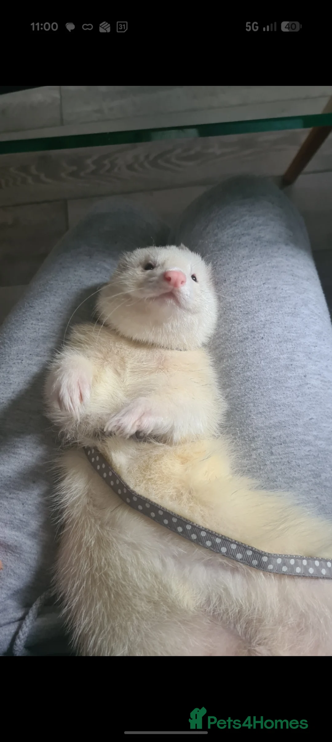Ferret rodents for sale: Lovely bonded pair of ferrets for pet home  in Sevenoaks - Advert 1