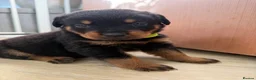 Rottweiler dogs for sale: Rottweiler pups  - Advert 5