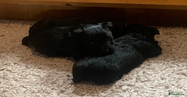 Scottish Terrier dogs - Advert 16