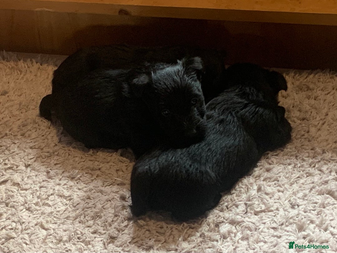 Scottish Terrier dogs for sale: Beautiful Scottish Terrier puppies  - Image 3