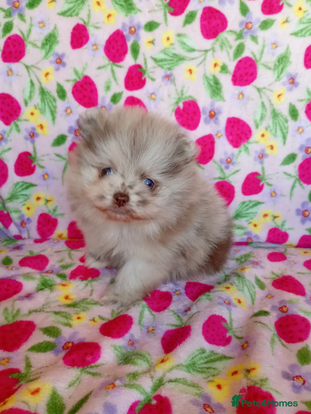 Pomeranian dogs for sale: Perfect Pomeranian Puppies  in Tipton - Advert 2