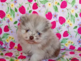 Pomeranian dogs Perfect Pomeranian Puppies ready on 14/4/26 - Advert 1