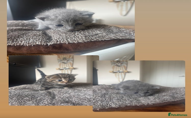 Mixed Breed cats - Advert 3