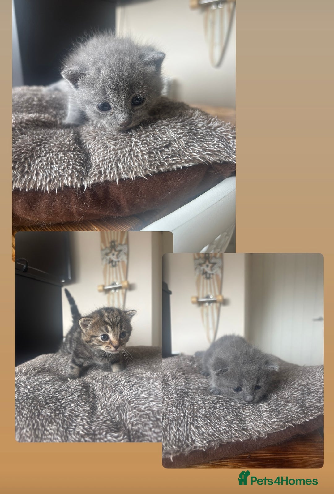 Mixed Breed cats for sale: British shorthair cross kittens for sale  - Image 1