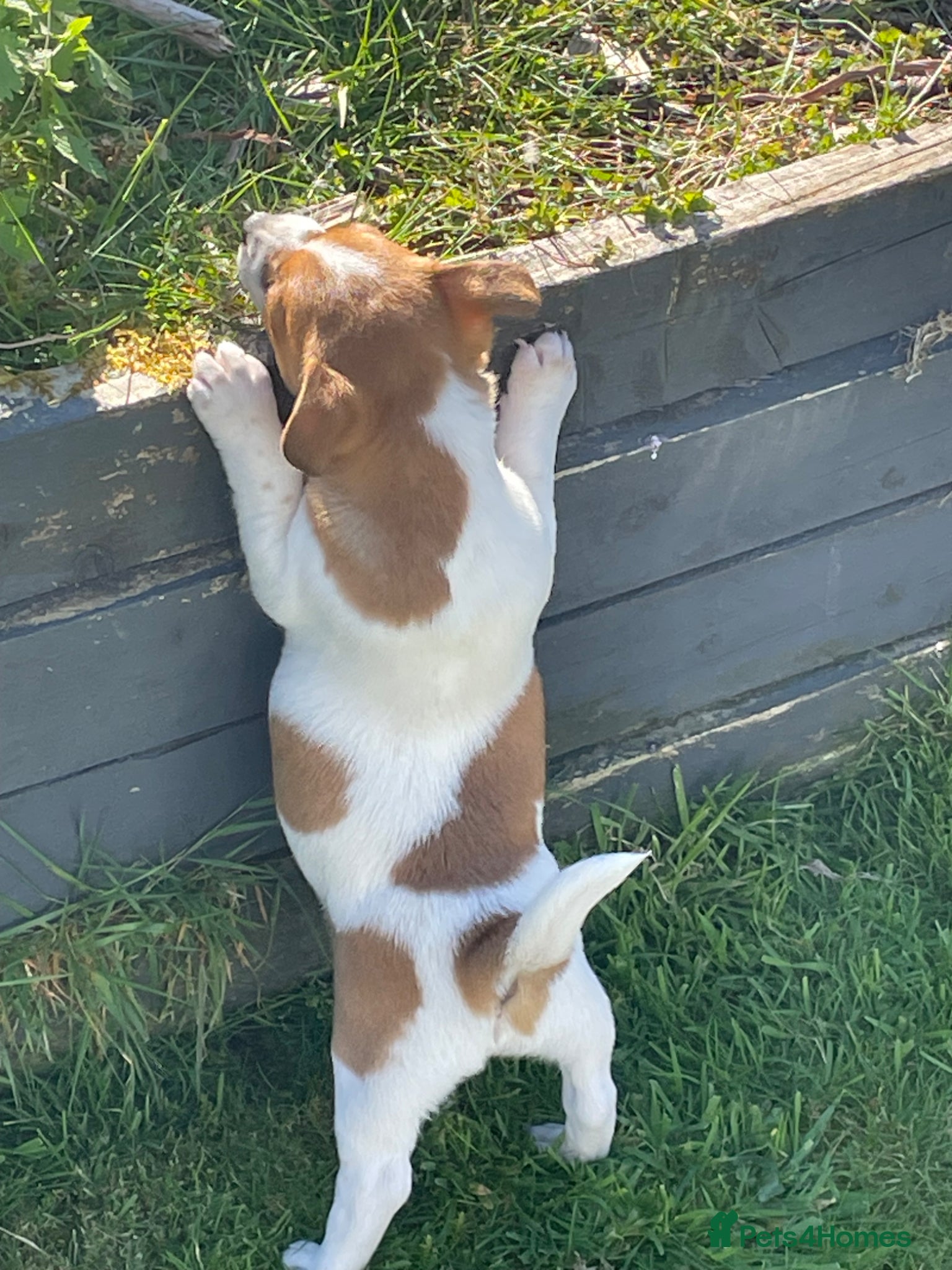 Jack Russell dogs Healthy chunky JRT puppies  - Advert 2