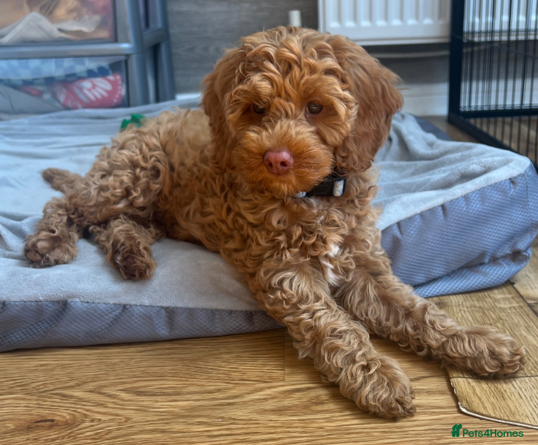 Australian Labradoodle dogs ♥️Adorable girl Pup♥️Australian labradoodle - Advert 1