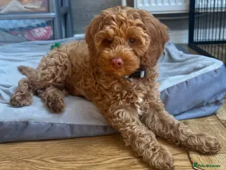 Australian Labradoodle dogs ♥️Adorable girl Pup♥️Australian labradoodle - Advert 2