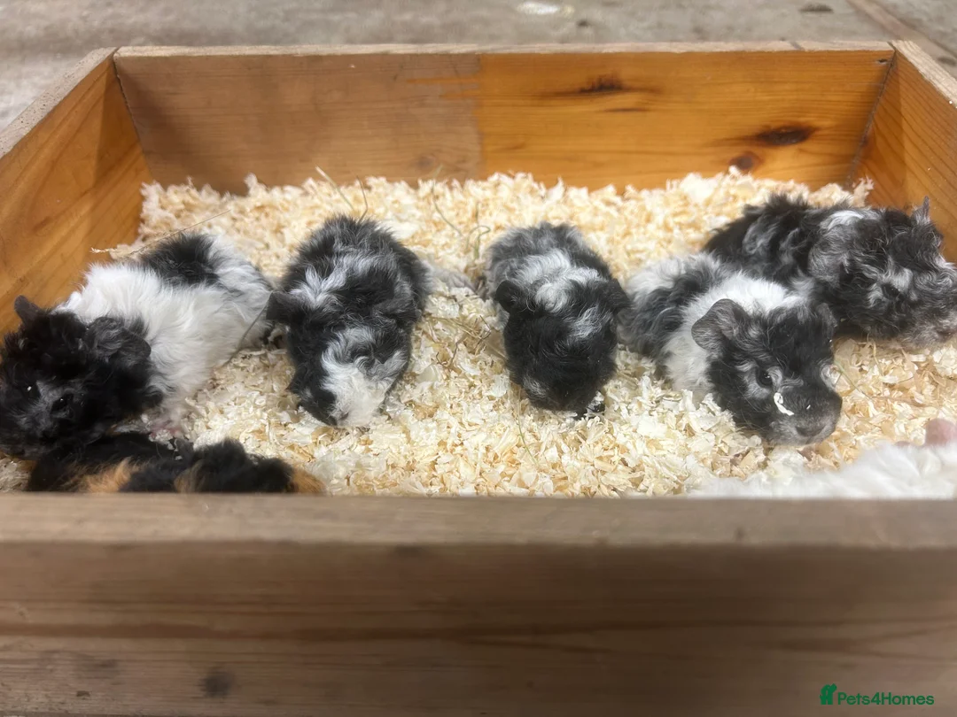 Guinea Pig rodents for sale: Lunkarya and Abyssinian guinea pigs for sale  - Advert 5