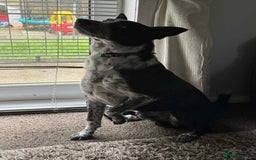 Border Collie dogs for sale: Border collie looking for new home - Image 3