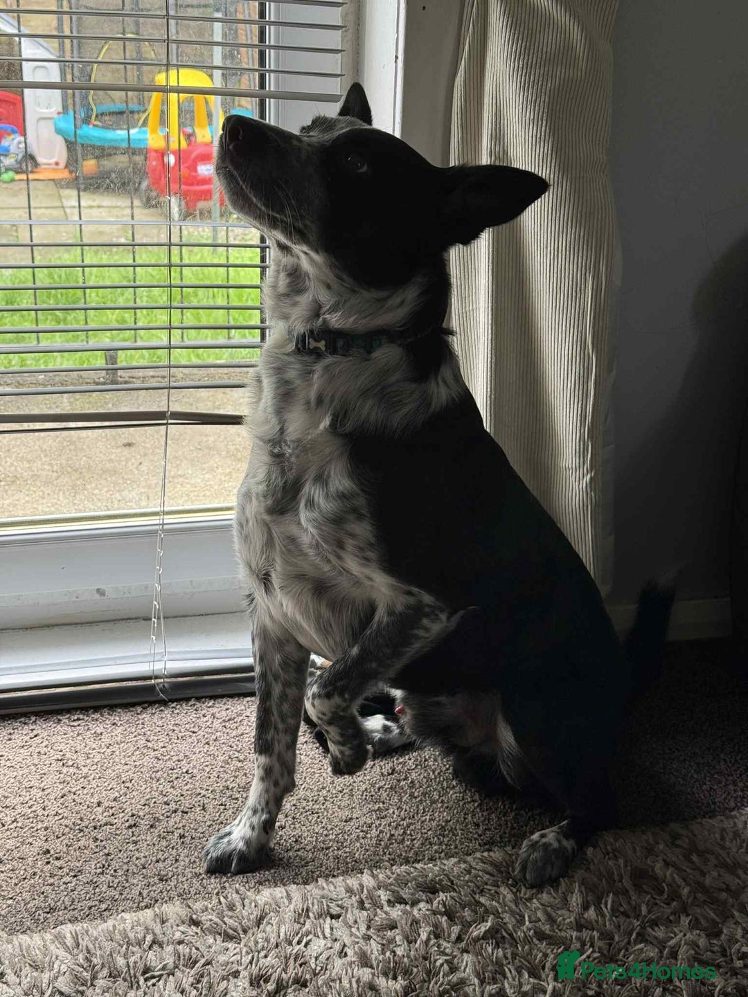 Border Collie dogs for sale: Border collie looking for new home - Image 3