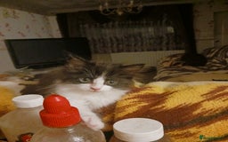 Ragdoll cats for sale: CUTE SOLID RAGDOLL KITTENS  - Image 15