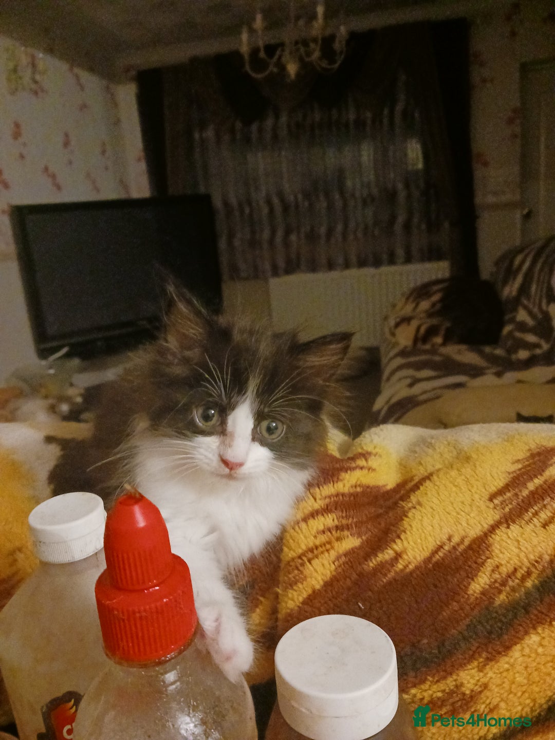 Ragdoll cats for sale: CUTE SOLID RAGDOLL KITTENS  - Image 15