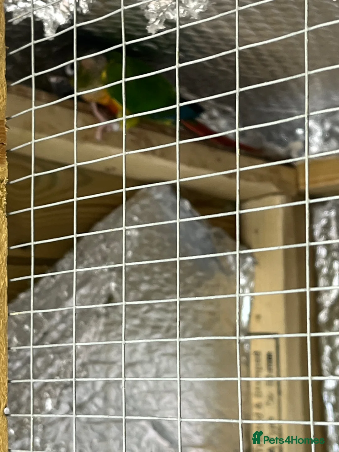 Conures birds for sale: Breeding pair of yellow sided pyrrhua conures  - Advert 2