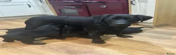 Labrador Retriever dogs for sale: Chunky KC Registered Black labrador puppies - Advert 1
