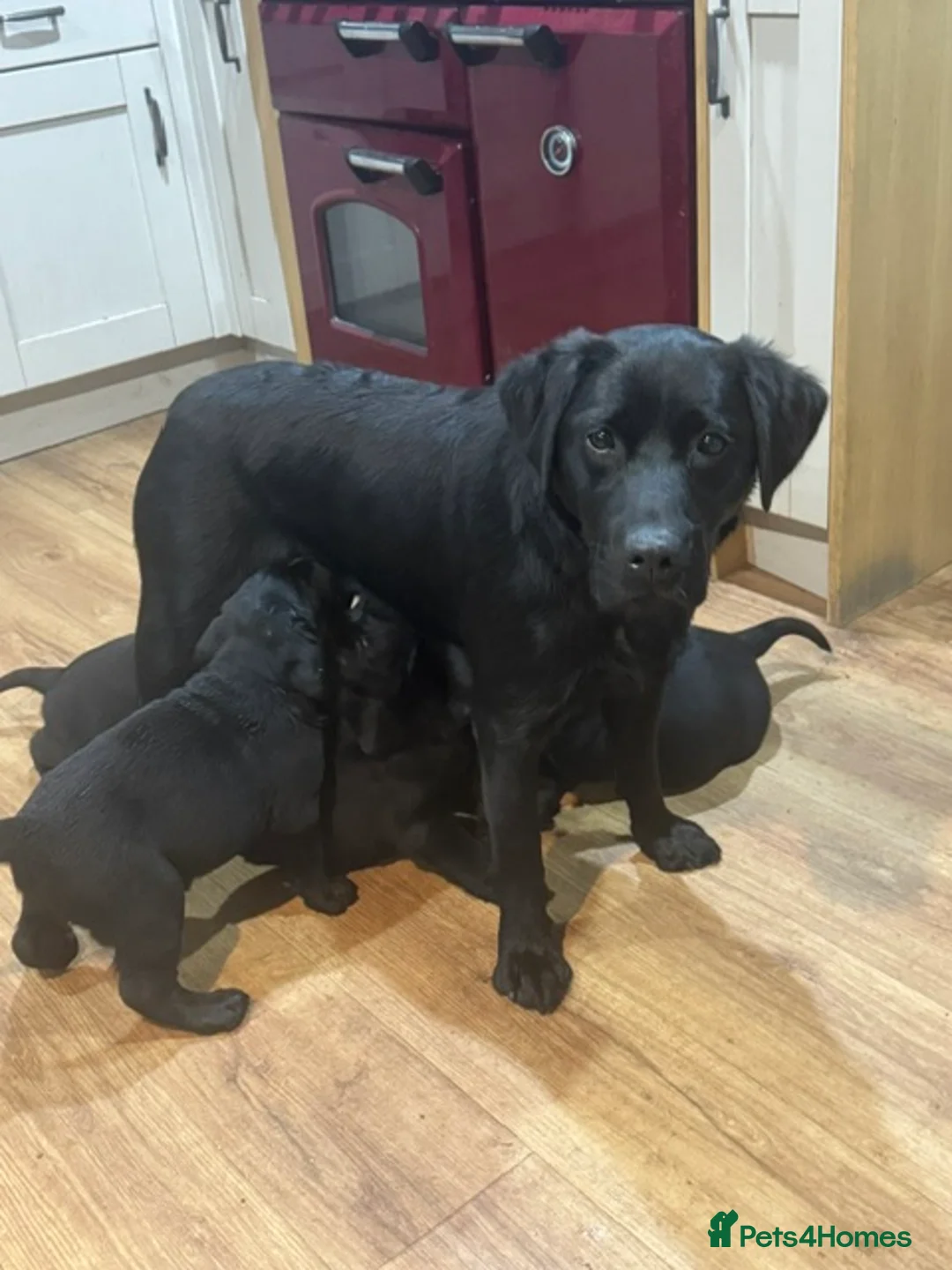 Labrador Retriever dogs for sale: Chunky KC Registered Black labrador puppies - Advert 1