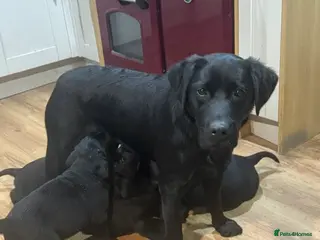 Labrador Retriever dogs Chunky KC Registered Black labrador puppies - Advert 1