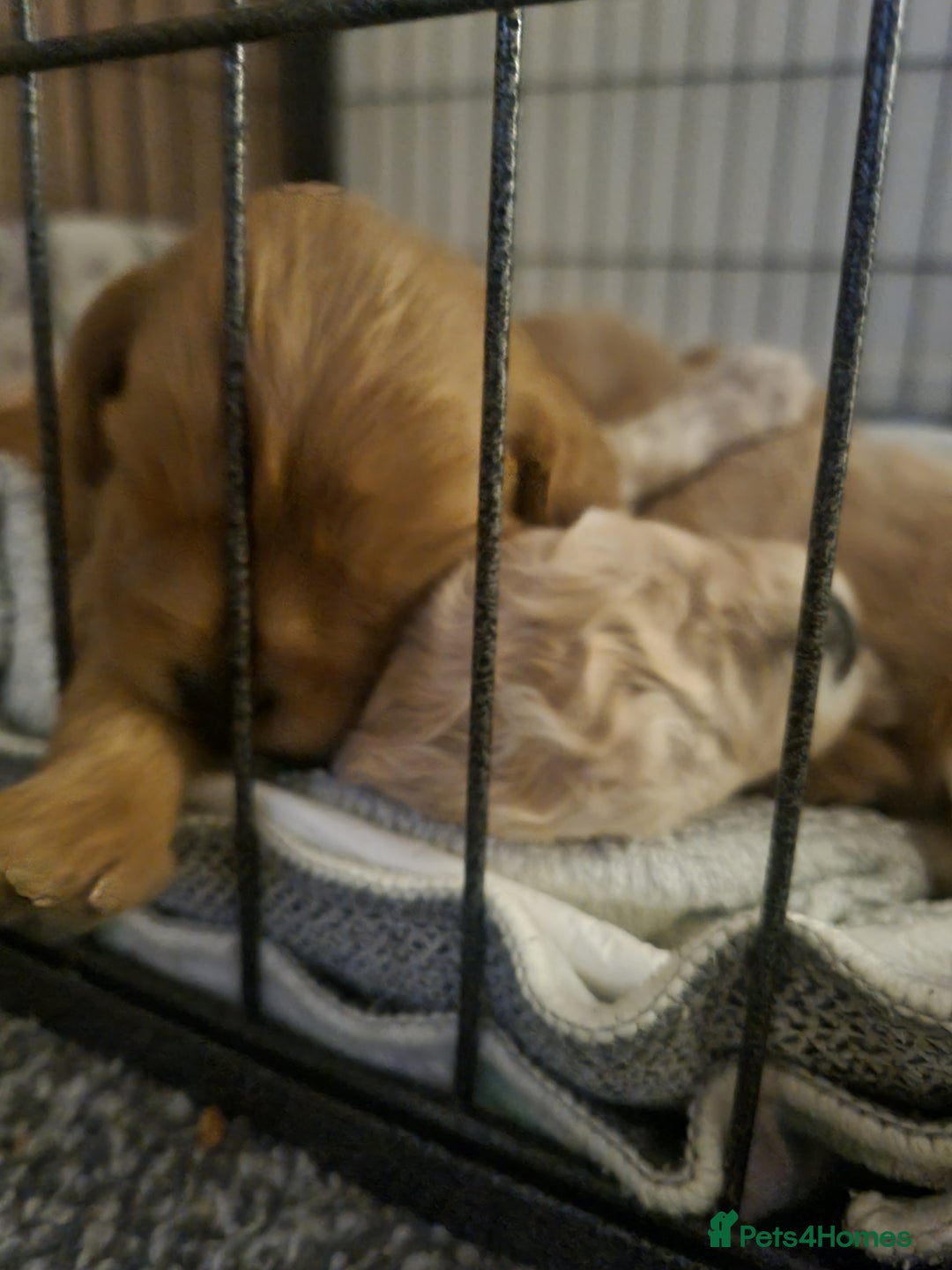 Mixed Breed dogs for sale: Cavapoochons  - Image 7