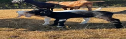 Goats livestock for sale: Anglo Nubian x Boer brother and sister kid goats  - Advert 2