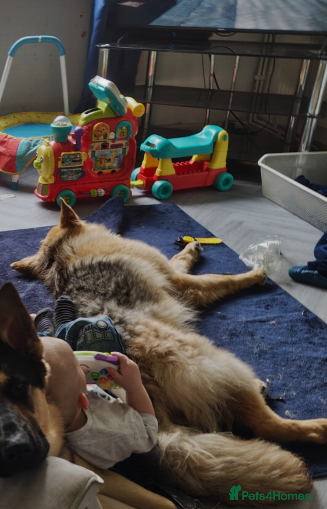 German Shepherd dogs for sale: Female German shepherd  - Advert 3