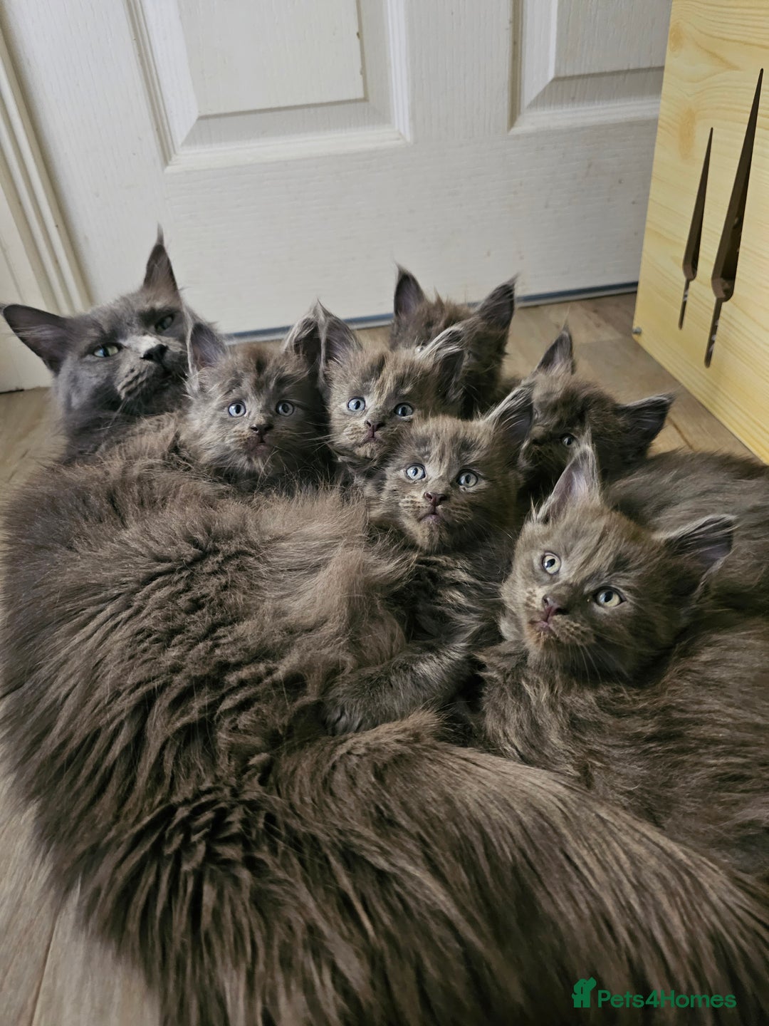 Maine Coon cats for sale: 🔥*STUNNING Litter of 6 Solid*💎*Blue Maine Coon💎 - Advert 2