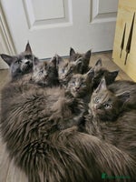 Maine Coon cats - Advert 6