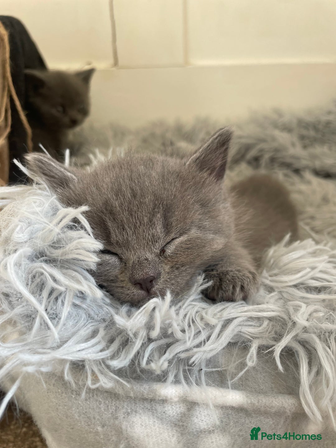 Russian Blue cats for sale: Gorgeous Russian blue/British Shorthair kittens - Advert 5