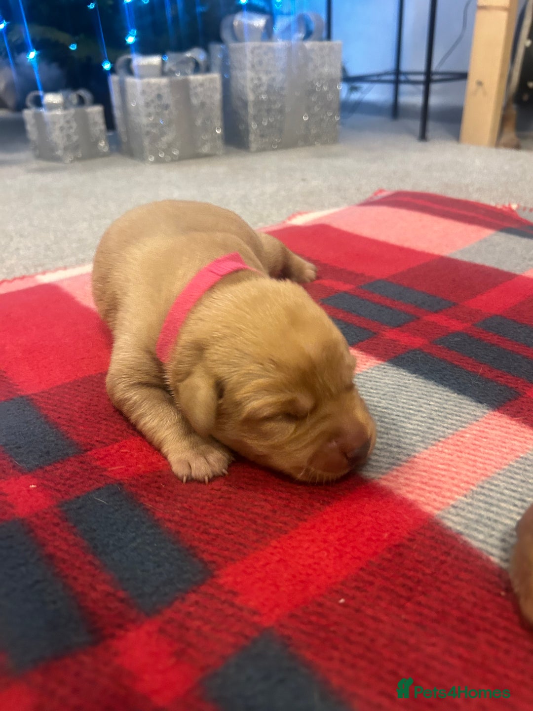 Labrador Retriever dogs for sale: Labrador puppies for sale  - Advert 18