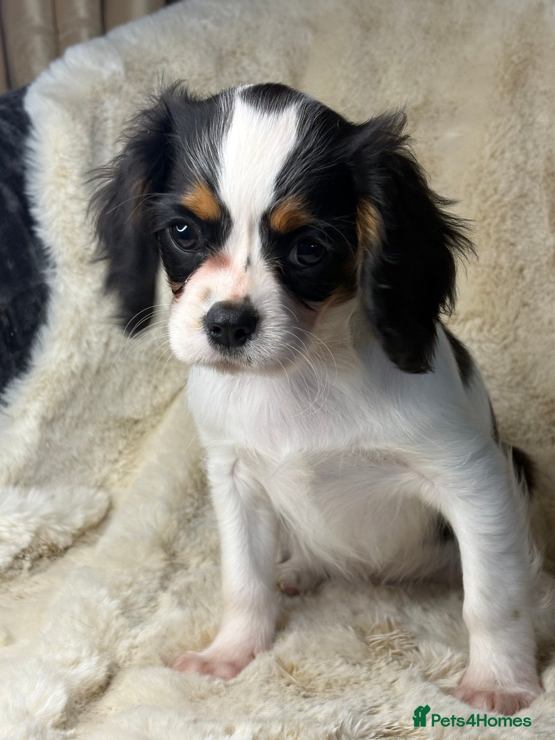 Cavalier King Charles Spaniel dogs for sale: Health tested cavalier puppies  - Advert 18