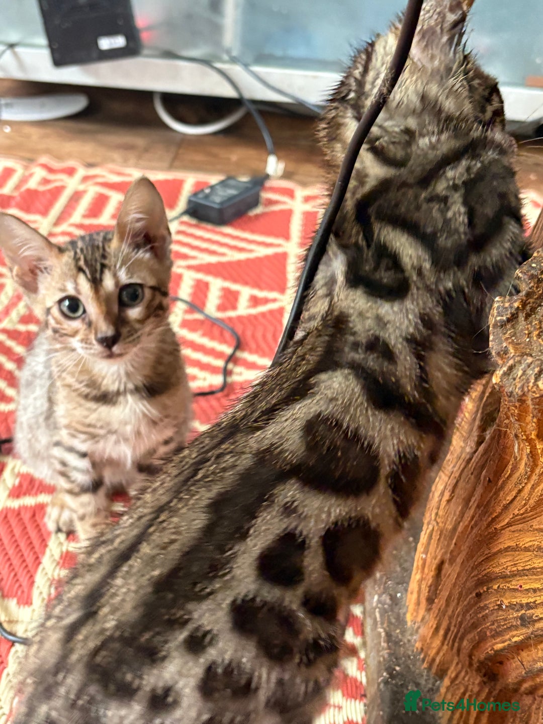 Bengal cats for sale: Snow and charcoal Bengals Registered - Image 11