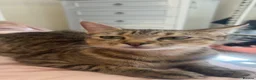 American Shorthair cats for sale: Kitten american shorthair black and brown in Nottingham - Advert 16