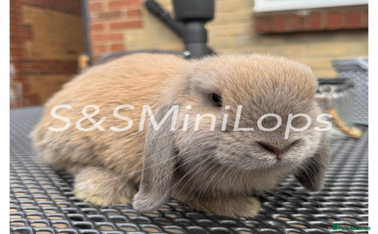 Mini Lop rabbits in Waterlooville - Advert 2