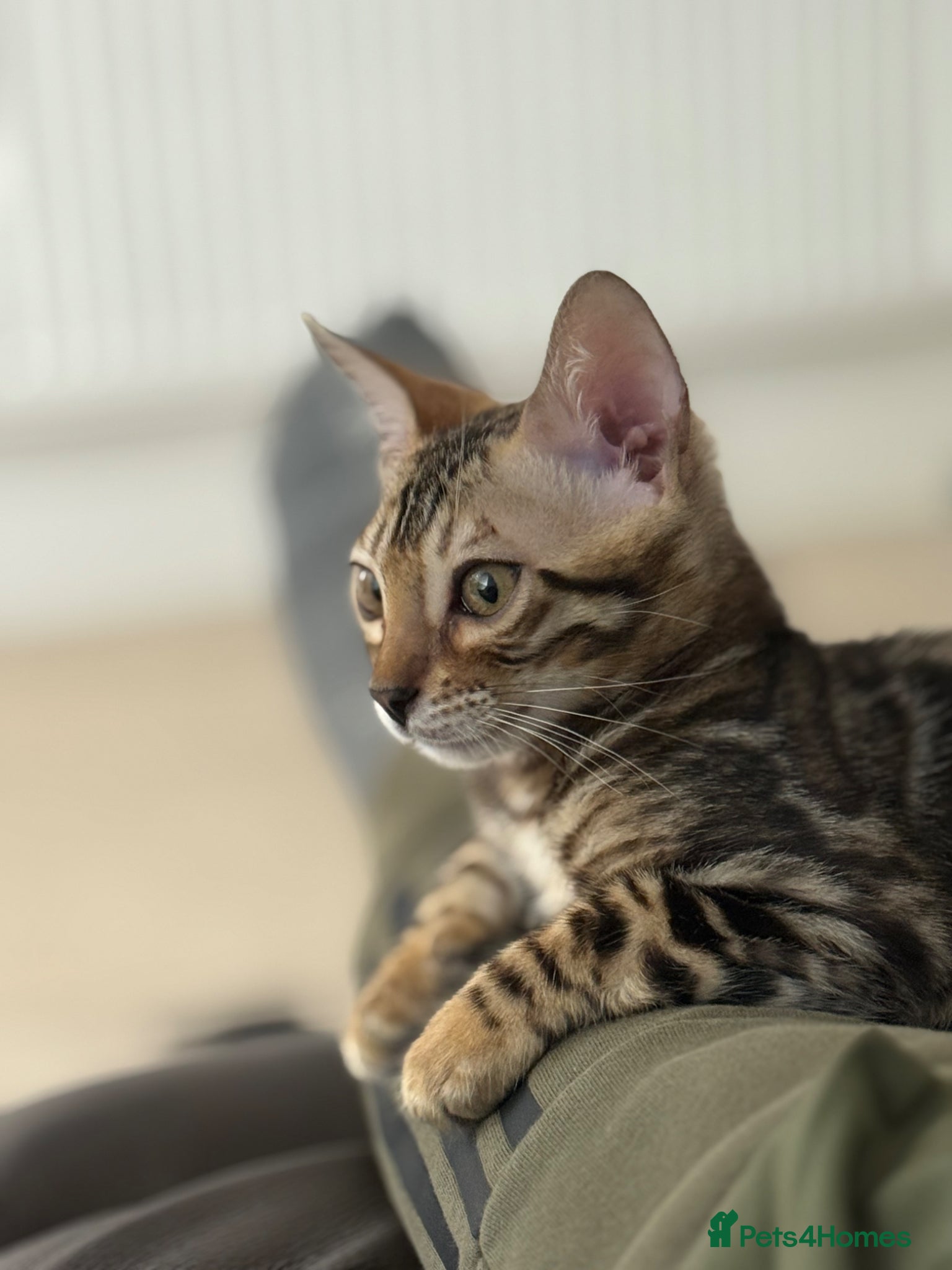 Bengal cats for sale: 3 Bengals Boys - Coco Chanel 1st Litter  - Advert 1