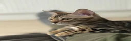 Bengal cats for sale: 3 Bengals Boys - Coco Chanel 1st Litter  in Blackburn - Advert 1