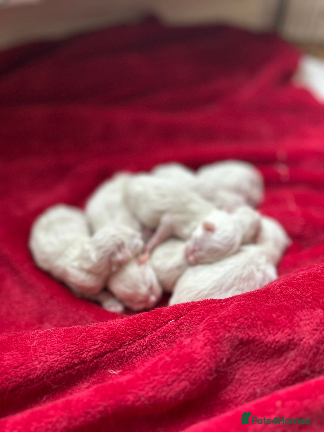 Ragdoll cats for sale: 📍1 FEMALE LEFT!🍼GCCF REGISTERED🐾 - Advert 17