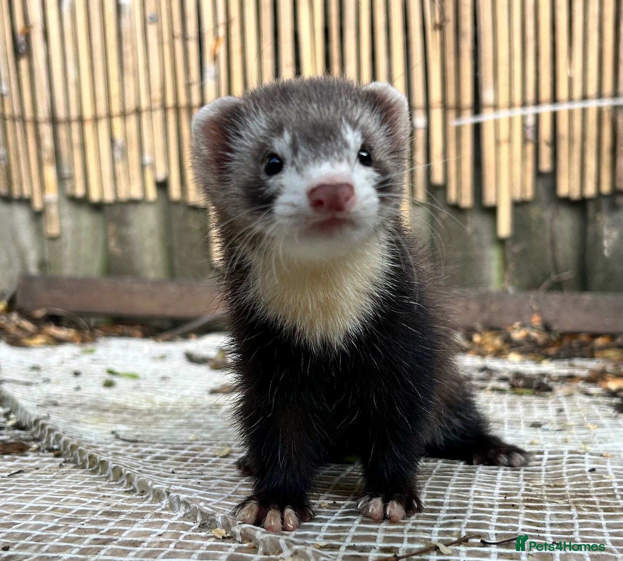 Ferret rodents Working strain hob ferrets  - Advert 1