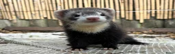 Ferret rodents for sale: Working strain hob ferrets  - Advert 1