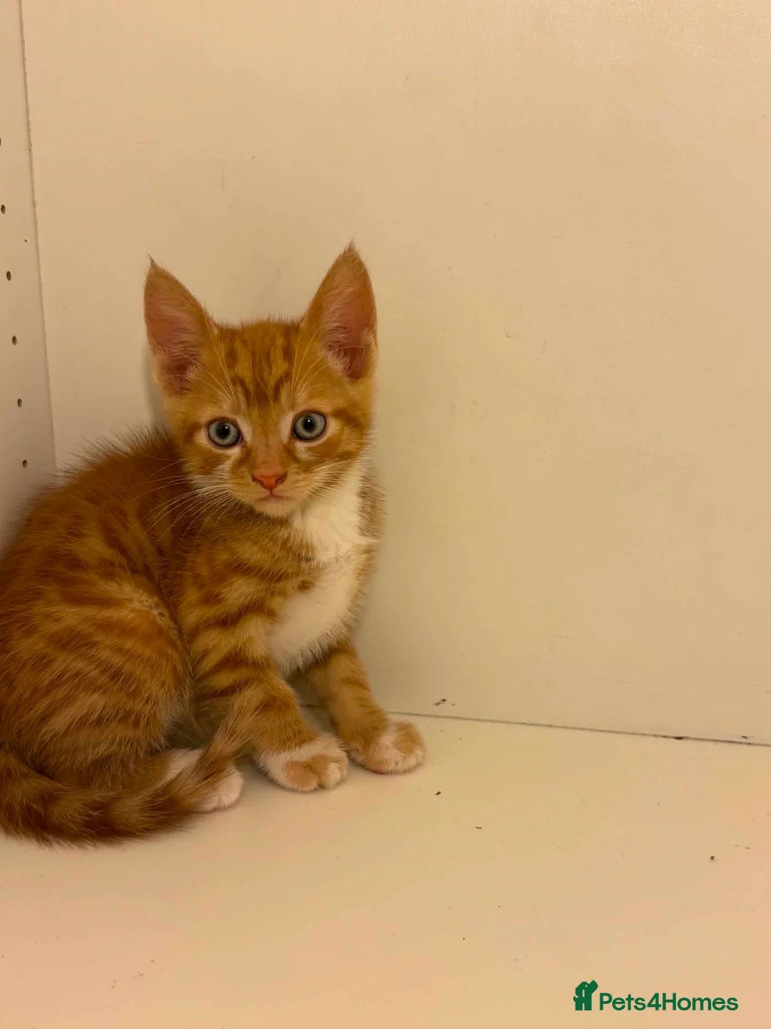 Mixed Breed cats for sale: Beautiful kittens. litter trained . ready to leave in London - Advert 5
