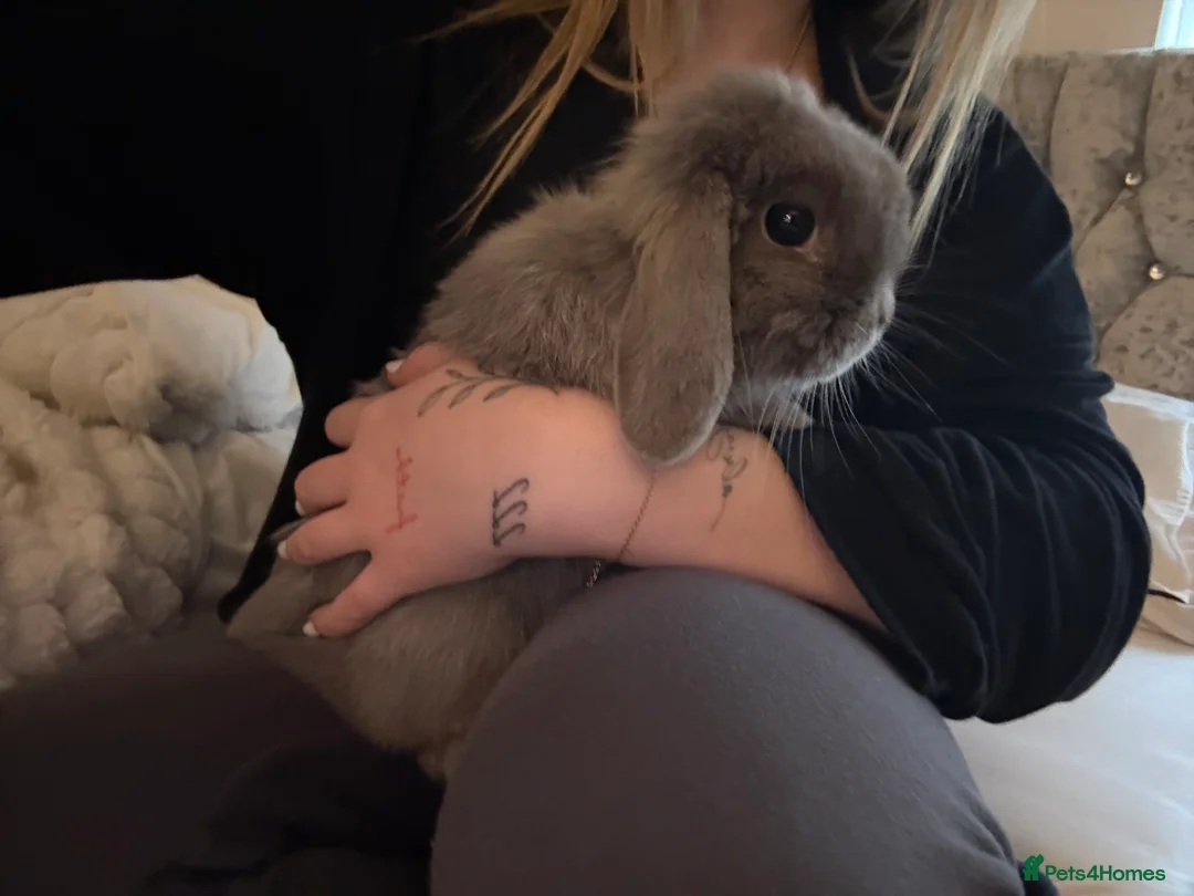 Mini Lop rabbits for sale: Female mini lop - Advert 3