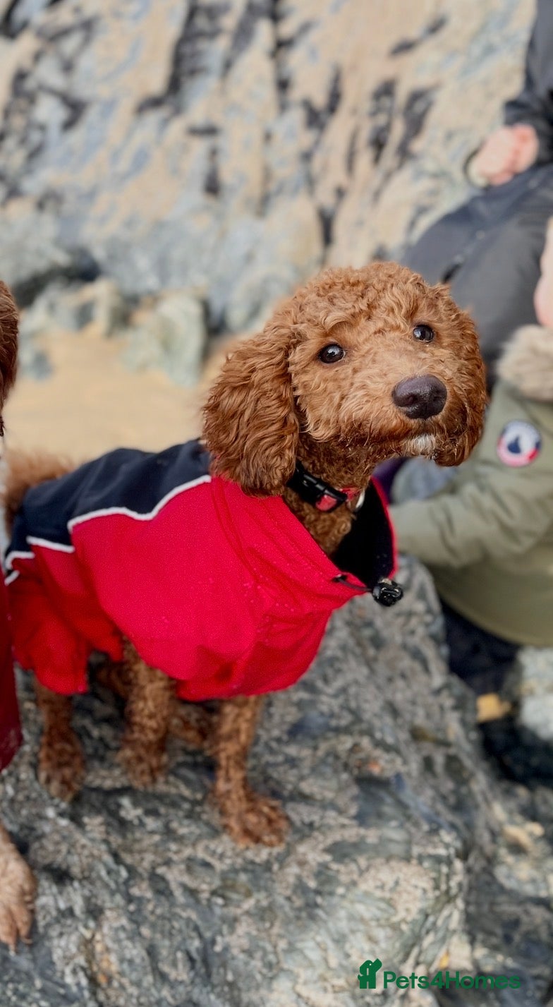 Cockapoo dogs Cockapoo Puppy For Sale - Advert 2