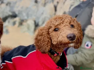 Cockapoo dogs Cockapoo Puppy For Sale - Advert 6