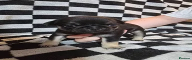 Pug 3