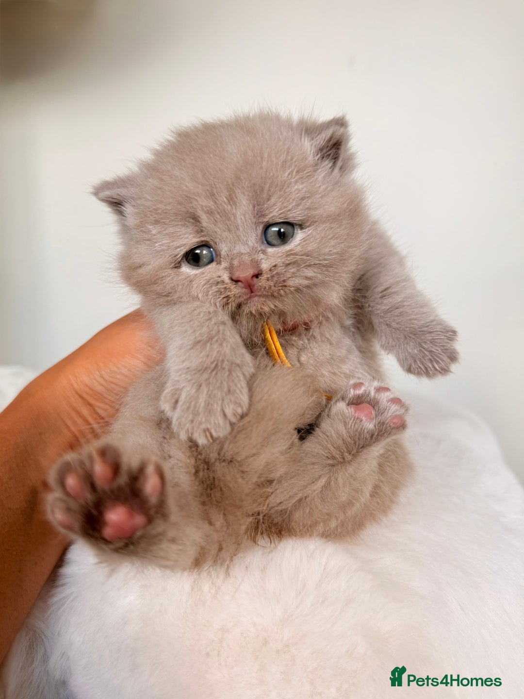 British Shorthair cats for sale: 7 British Shorthair Kittens TICA®️ – Import Lines - Image 5