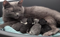 Mixed Breed cats for sale: Two Adorable Kittens – Ready for New Homes - Image 14